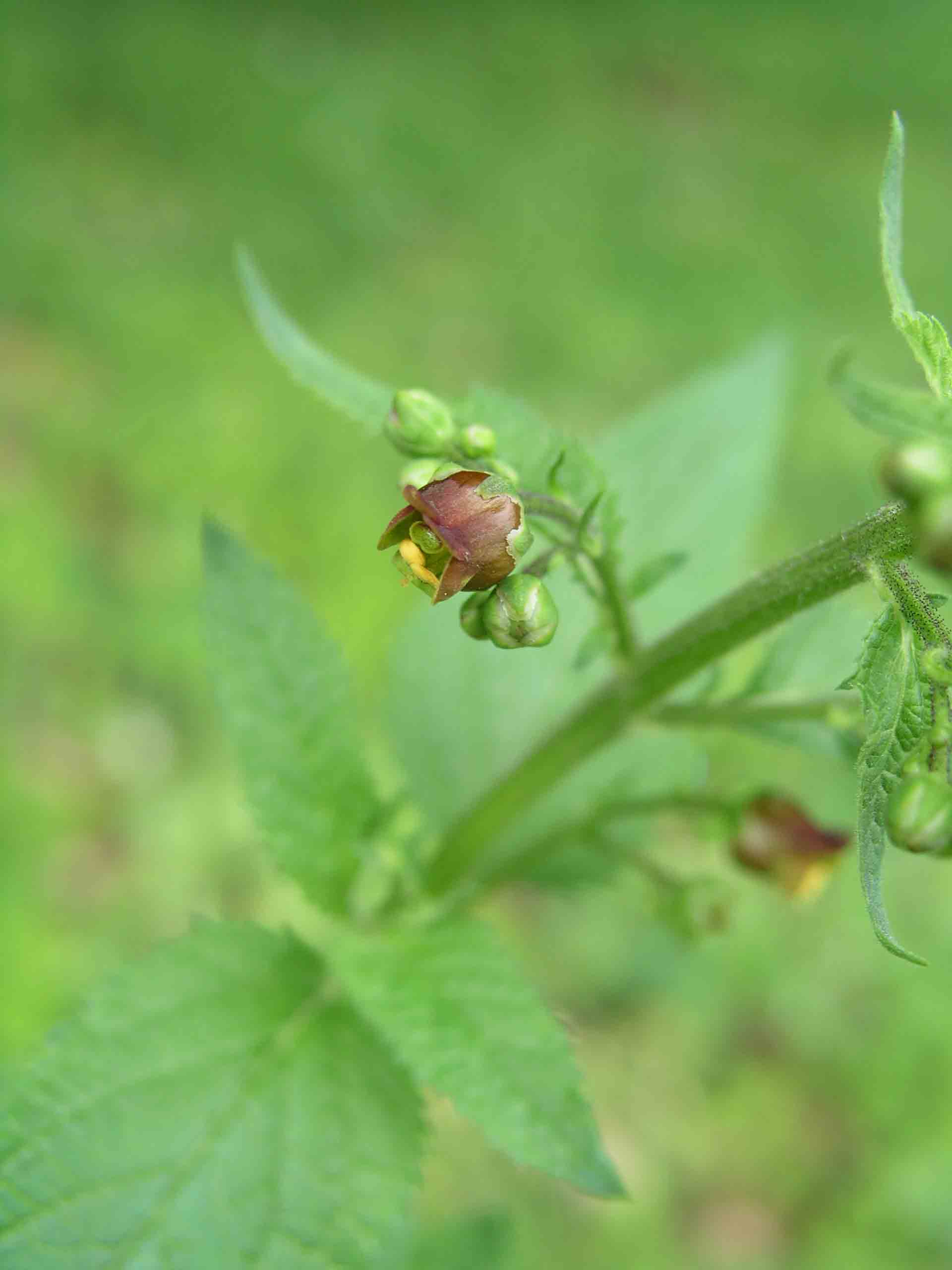 Scrophularia auriculata / Scrofularia acquatica